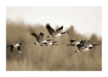 Poster Canada Geese