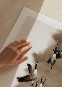 Zdjęcie kanadyjskich gęsi lecących w formacji nad przyrodą-9