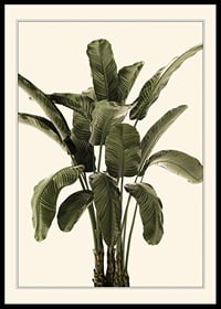 Illustration of banana plant with green leaves against beige background-0