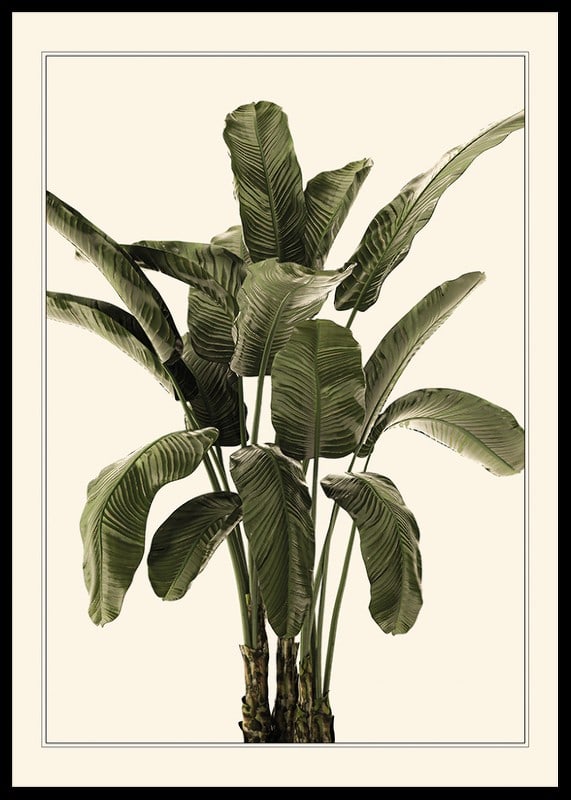 Illustration of banana plant with green leaves against beige background-12