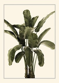 Illustration of banana plant with green leaves against beige background-1