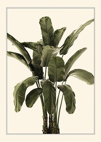 Poster Banana Palm