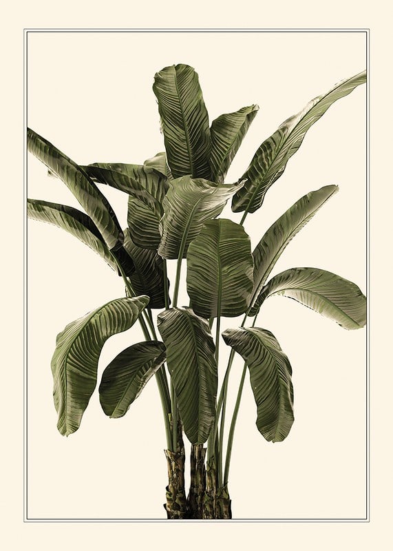 Illustration of banana plant with green leaves against beige background-12