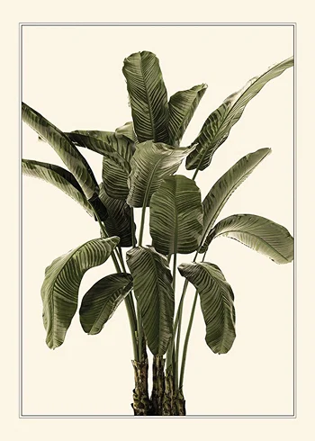 Poster Banana Palm