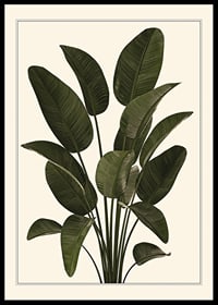 Illustration of large green strelitzia leaves against beige background-0