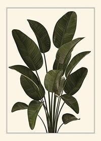 Illustration of large green strelitzia leaves against beige background-1