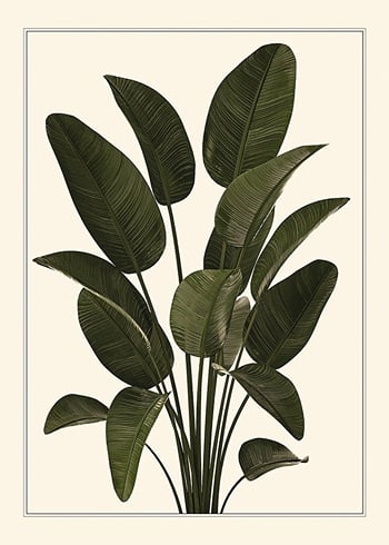 Poster Strelitzia