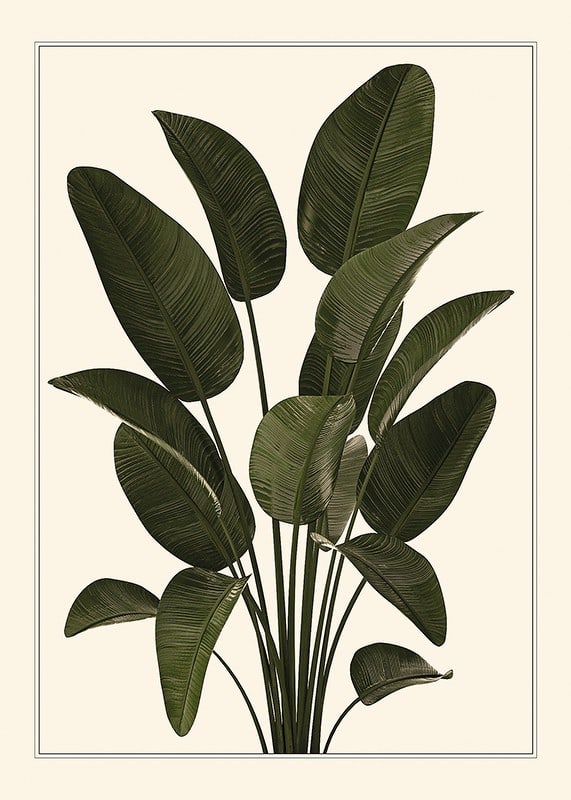 Illustration of large green strelitzia leaves against beige background-12