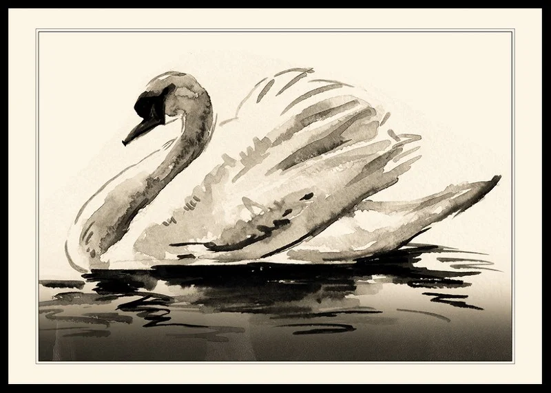 Watercolor illustration of mute swan in neutral gray tones-12