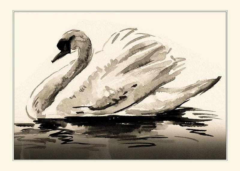 Watercolor illustration of mute swan in neutral gray tones-12