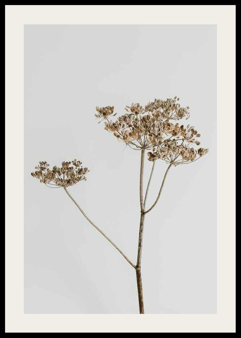 Foto van gedroogde plant tegen lichtgrijze achtergrond-12