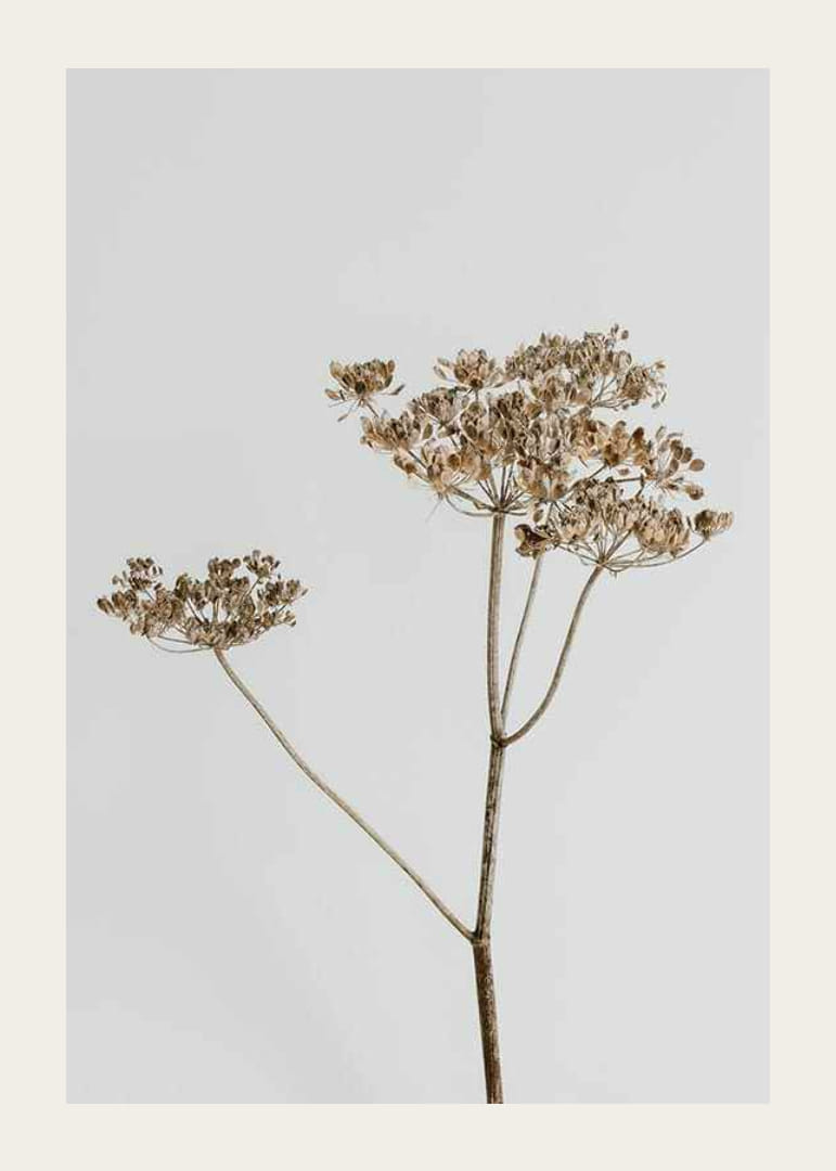 Foto van gedroogde plant tegen lichtgrijze achtergrond-12