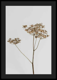 Foto van gedroogde plant tegen lichtgrijze achtergrond-4