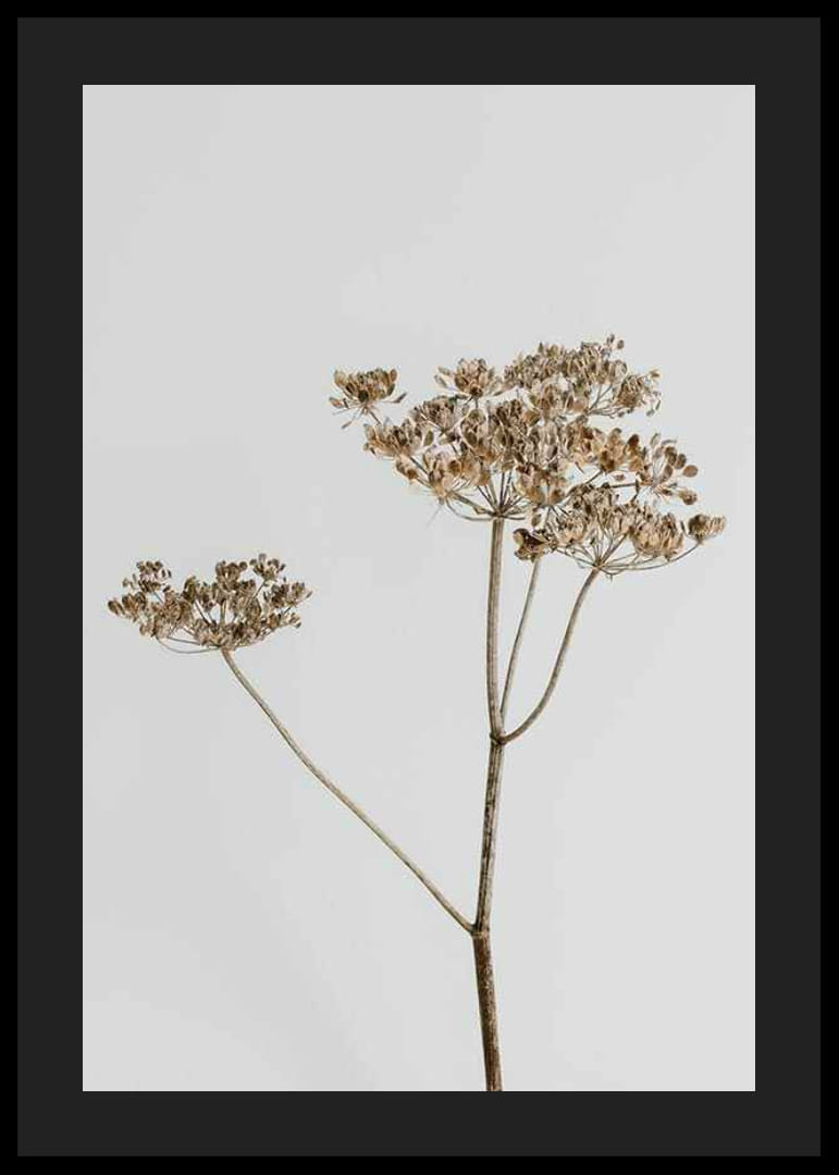 Foto van gedroogde plant tegen lichtgrijze achtergrond-12
