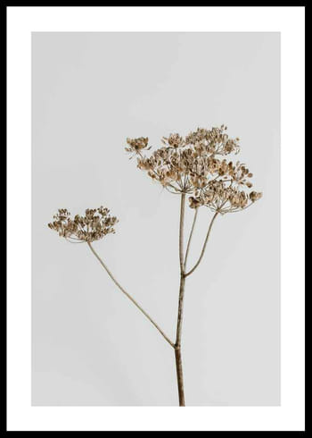 Plakat Single Dried Flower