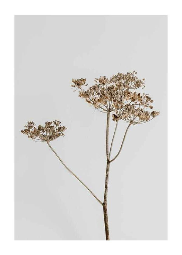 Plakāts Single Dried Flower