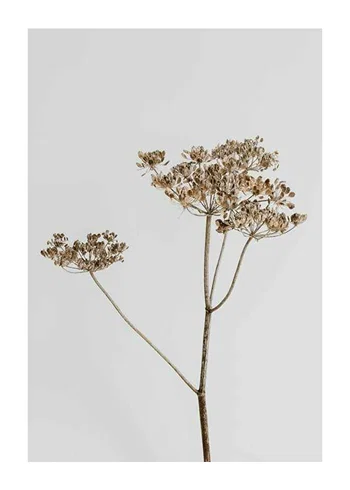 Poster Single Dried Flower