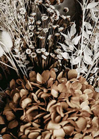 Fotografi av torkade blommor i bruna och beige toner-7