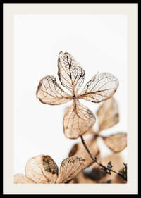 Džiovintų augalų lapų rudų atspalvių stambus planas baltame fone-2