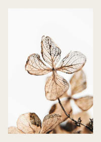 Džiovintų augalų lapų rudų atspalvių stambus planas baltame fone-3