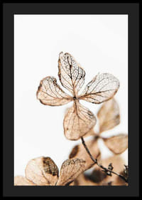 Džiovintų augalų lapų rudų atspalvių stambus planas baltame fone-4