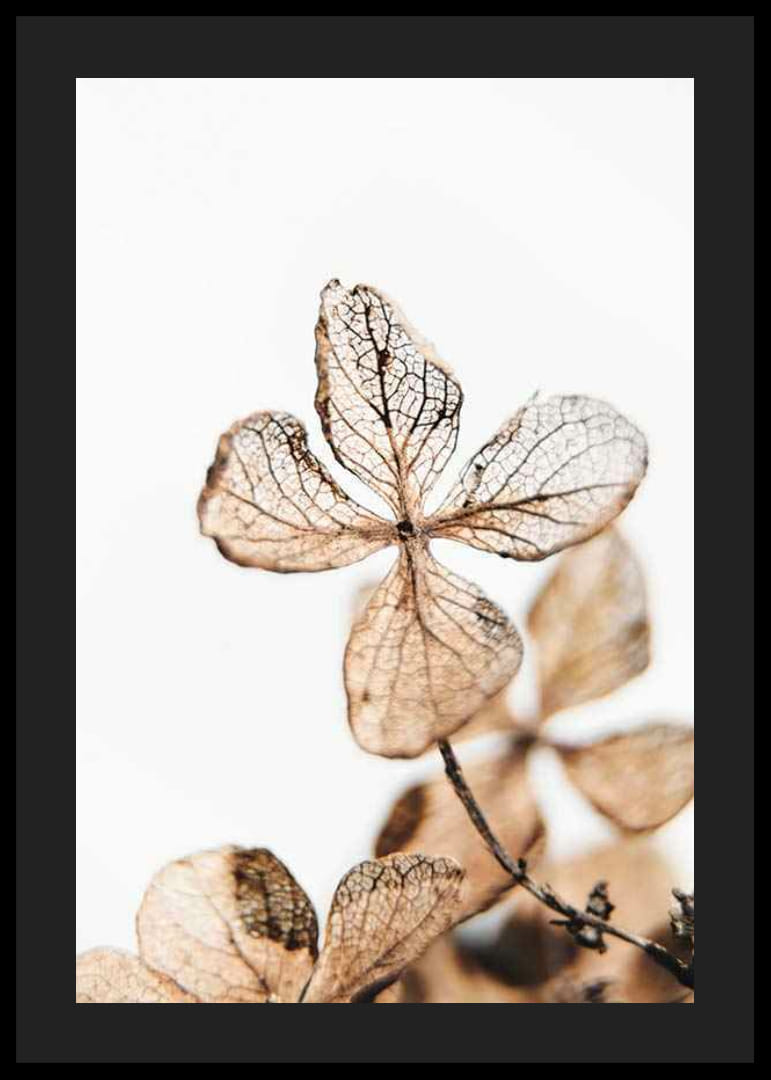 Džiovintų augalų lapų rudų atspalvių stambus planas baltame fone-12