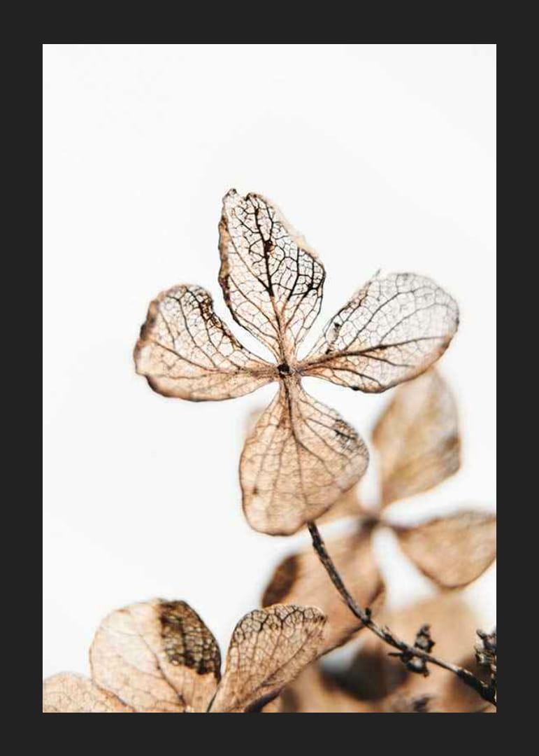 Džiovintų augalų lapų rudų atspalvių stambus planas baltame fone-12