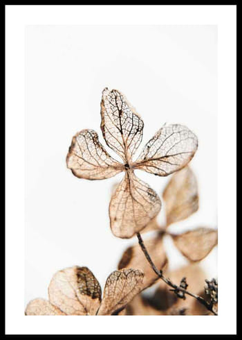 Poster Four Leaves Plant