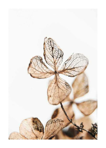 Plakat Four Leaves Plant