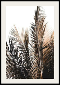 Foto van palmbladeren in bruine en beige tinten tegen een witte achtergrond-2