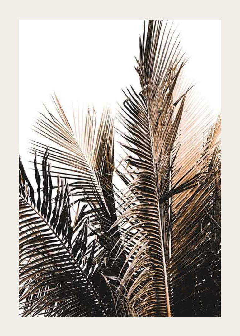 Foto van palmbladeren in bruine en beige tinten tegen een witte achtergrond-12