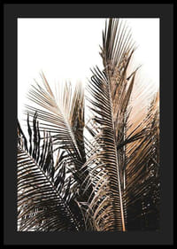 Foto van palmbladeren in bruine en beige tinten tegen een witte achtergrond-4