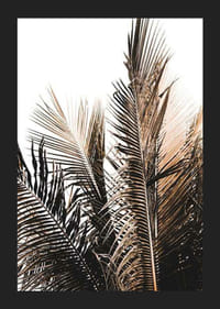 Foto van palmbladeren in bruine en beige tinten tegen een witte achtergrond-5