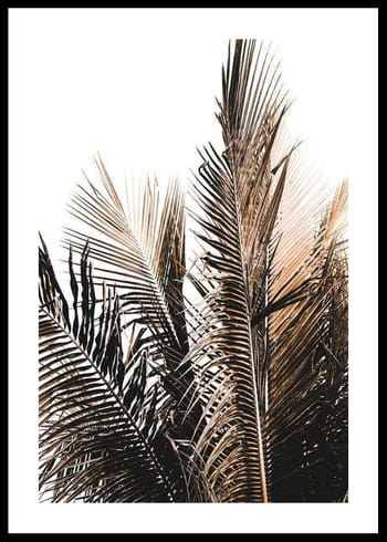 Plagát Palm Leaves
