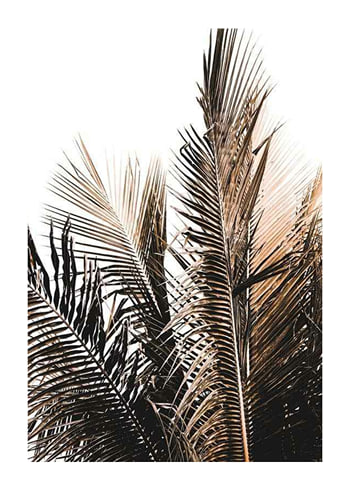 Poster Palm Leaves