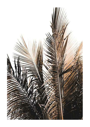 Affiche Palm Leaves