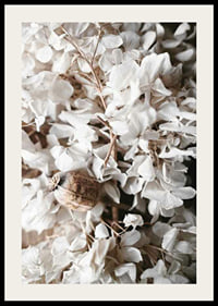 Photograph of dried white hydrangea flowers and seed pod-2