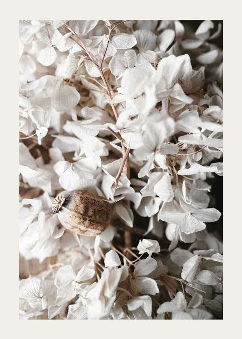 Foto van gedroogde witte hortensiabloemen en zaaddozen-12