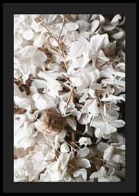 Photograph of dried white hydrangea flowers and seed pod-4