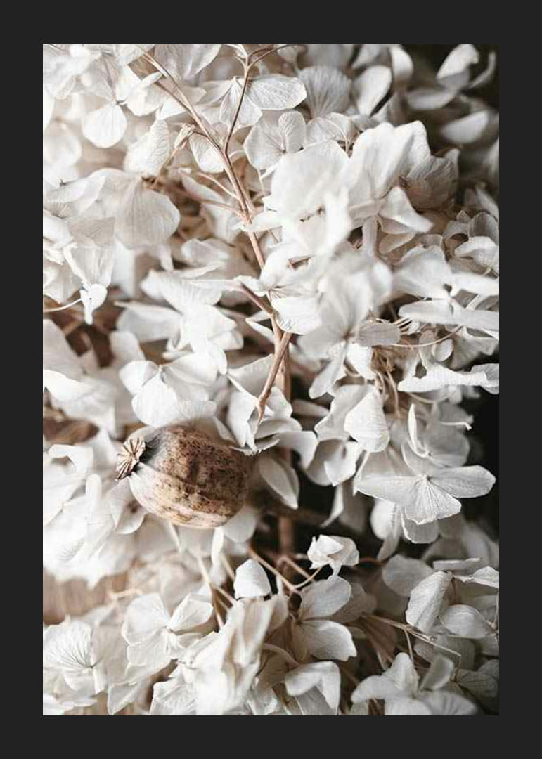 Photograph of dried white hydrangea flowers and seed pod-12