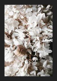 Foto van gedroogde witte hortensiabloemen en zaaddozen-5