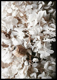 Photograph of dried white hydrangea flowers and seed pod-6