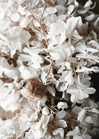 Photograph of dried white hydrangea flowers and seed pod-7