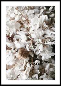 Photograph of dried white hydrangea flowers and seed pod-0