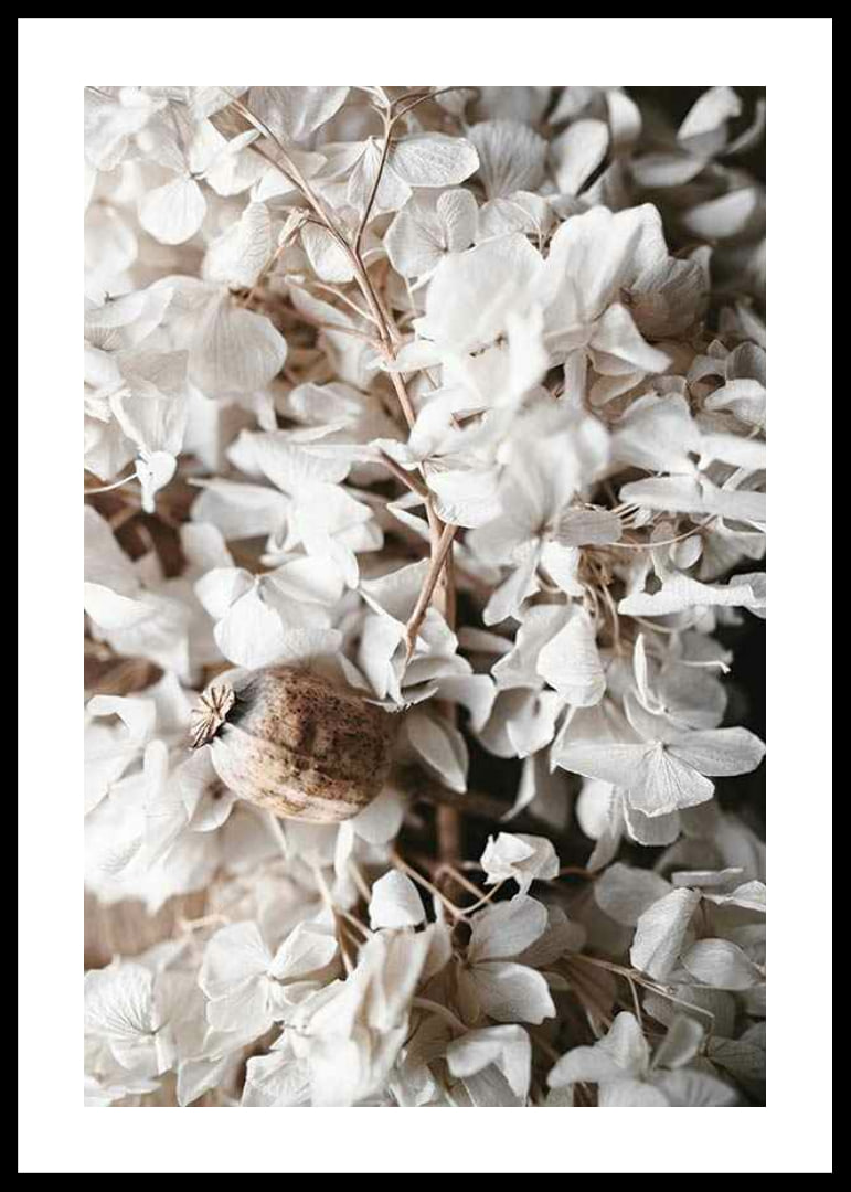 Photograph of dried white hydrangea flowers and seed pod-12