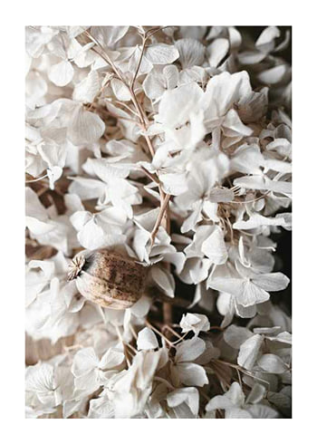 Poster White Hydrangeas