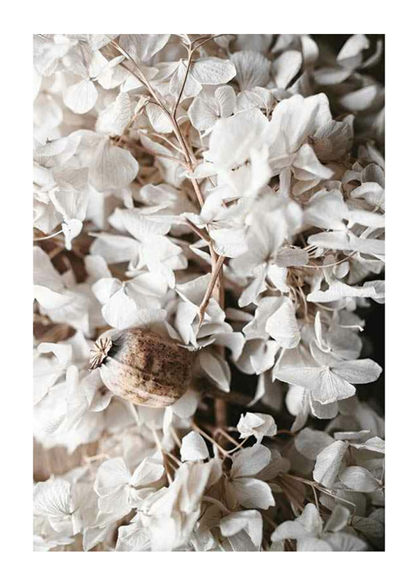 Plakāts White Hydrangeas