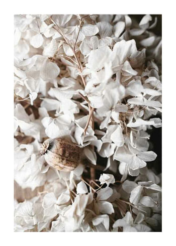 Plakatas White Hydrangeas