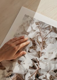 Photograph of dried white hydrangea flowers and seed pod-9