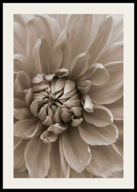 Close-up of dahlia flower in soft beige tones, photographic-2
